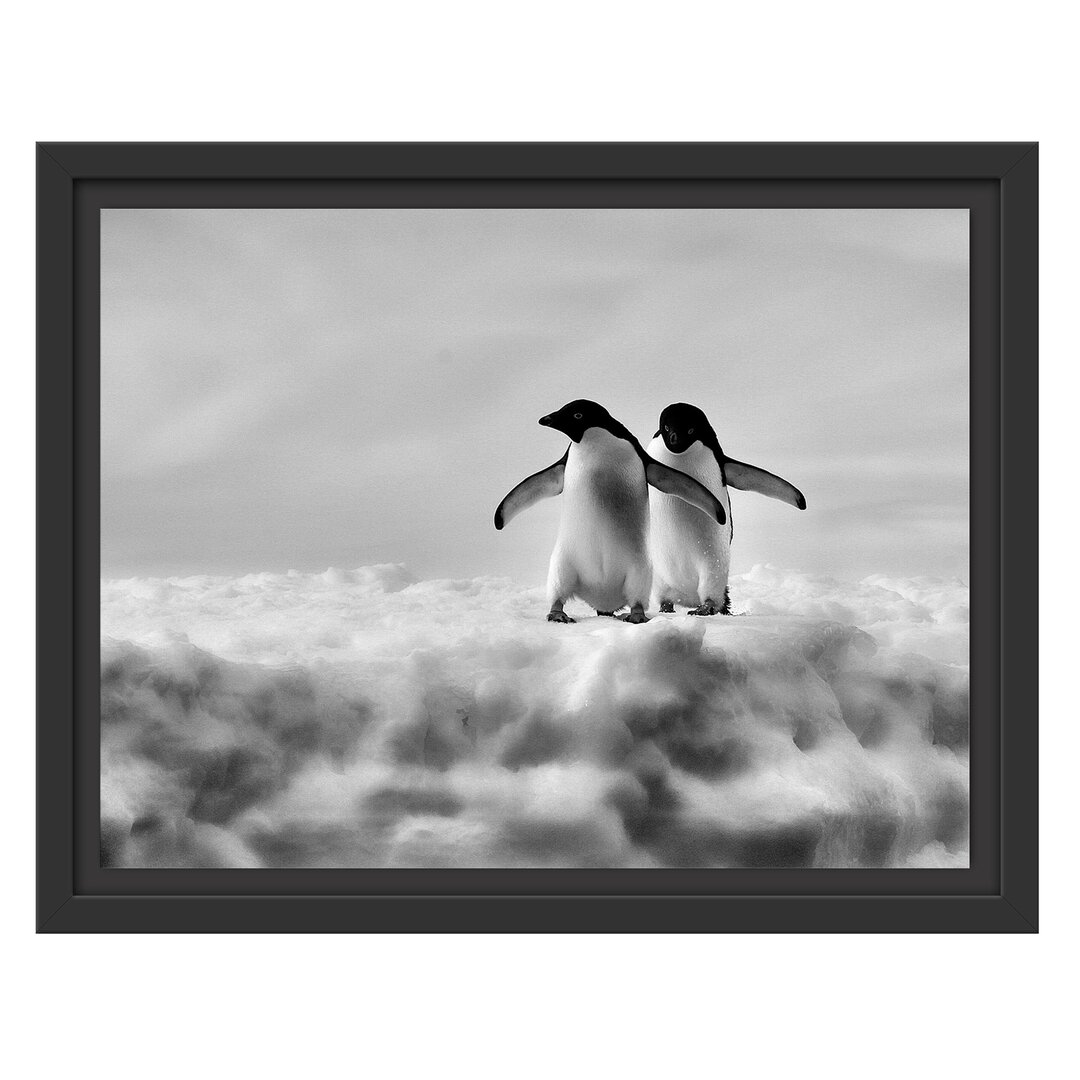 Gerahmtes Wandbild Adeliepinguine Eisscholle