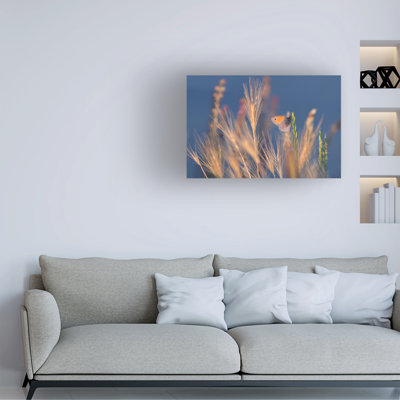 Bolog Dragana Trajkovic Butterfly World Canvas Art
