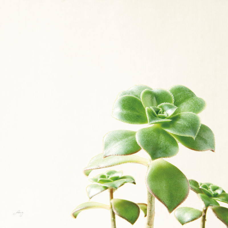 Succulent Simplicity X Neutral by Felicity Bradley - Wrapped Canvas Print, 91cm H x 91cm W x 3.8cm D