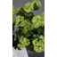 Premium Cream Snowball 33"-313542586