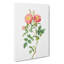 Pink Queen Elizabeths Sweetbriar Rose by Pierre-Joseph Redoute - Wrapped Canvas-55325455
