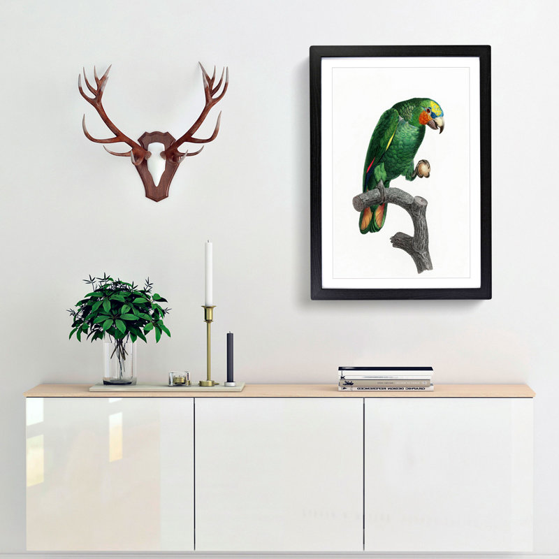 Orange Winged Amazon Parrot by F. Levaillant - Framed Print, 36cm H x 27cm W x 2cm D, Black Framed