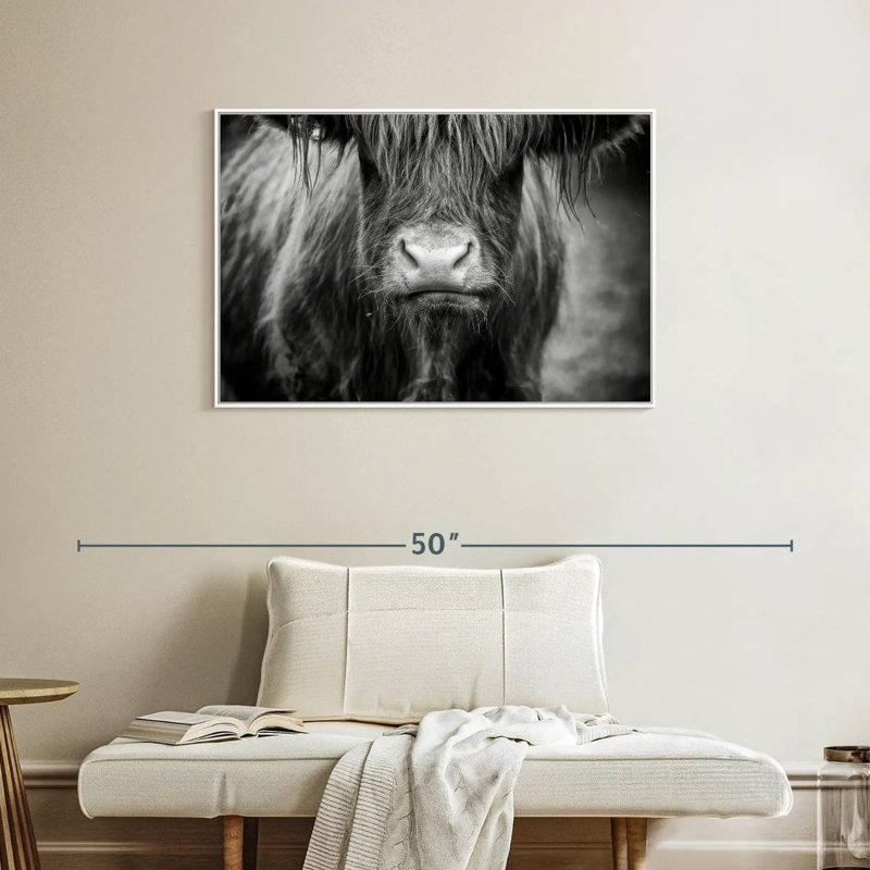 Vache Highland, Cadre flottant blanc, 37 po x 25 po