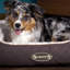 Wilton Polyester Pet Bed-1391022198-1391022193