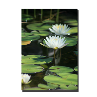 « jolie lilies » par patty tuggle, reproduction de photo sur toile