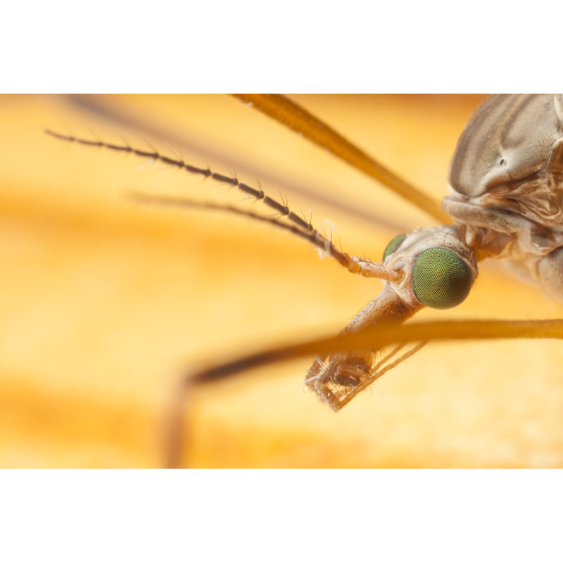 Aycel Closeup Of Mosquito's Head by Risto0 - Wrapped Canvas Print, 30cm H x 46cm W x 3.8cm D