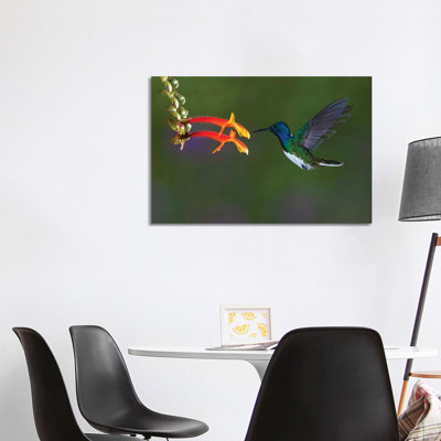 Caraïbes, Costa Rica, violette colibri se nourrissant de Jaynes Gallery - reproduction de photo