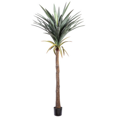 74 Inch Yucca Tree In Plastic Pot