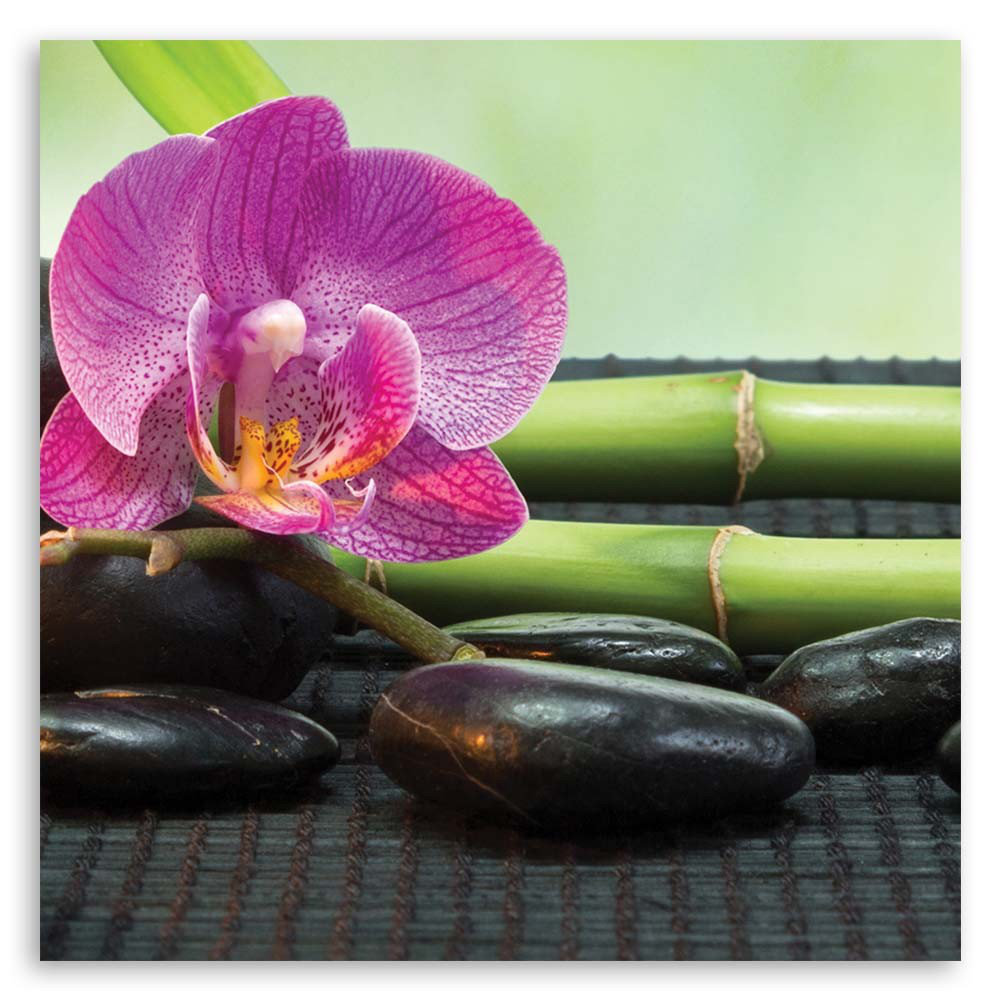 Leinwandbild Flowering Orchid on Black Stones