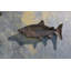 Plat de trinket en fonte de poisson