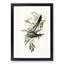 Australian Cuckoos by Elizabeth Gould - Framed Print-55456996-55456998