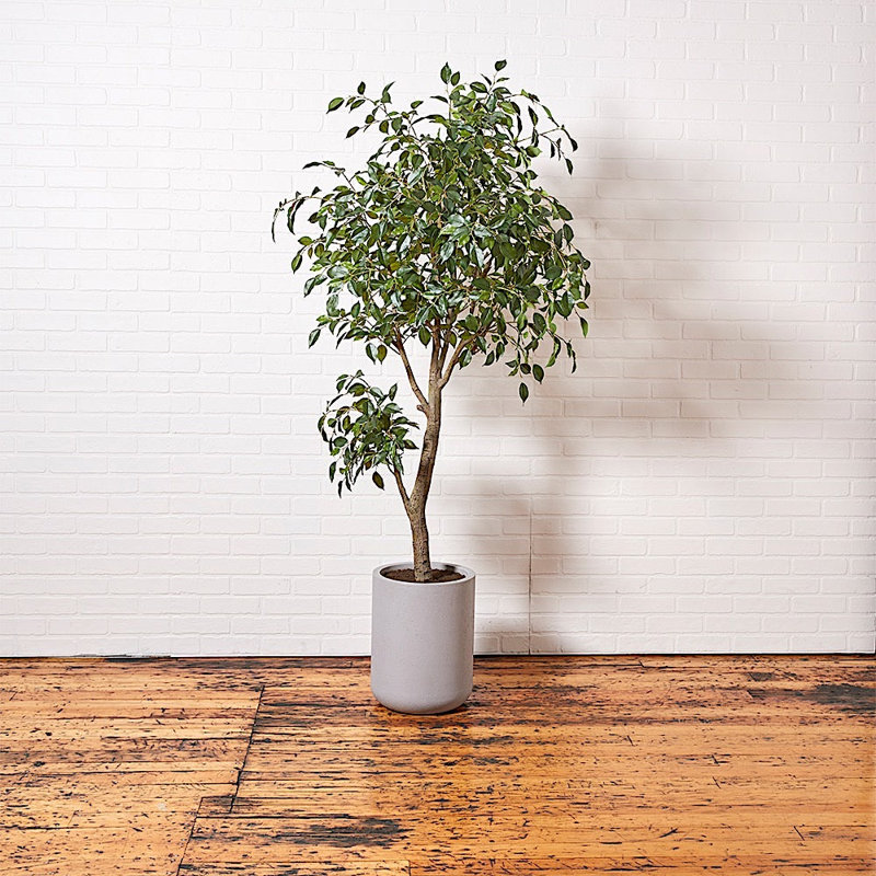 TREE FICUS POT 6.5FT