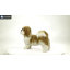 Shih Tzu debout