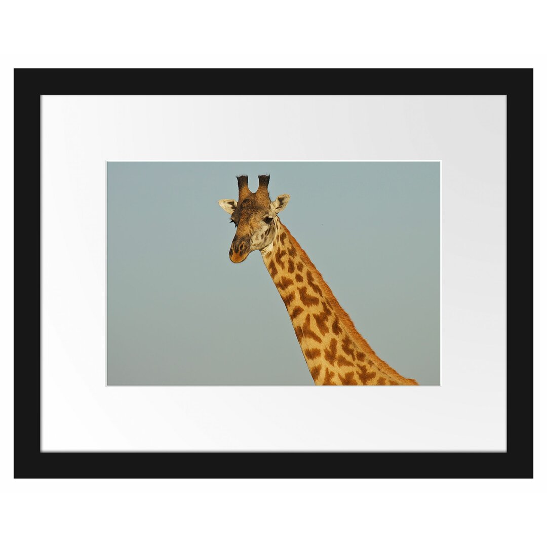 Gerahmtes Poster Majestätische Giraffe