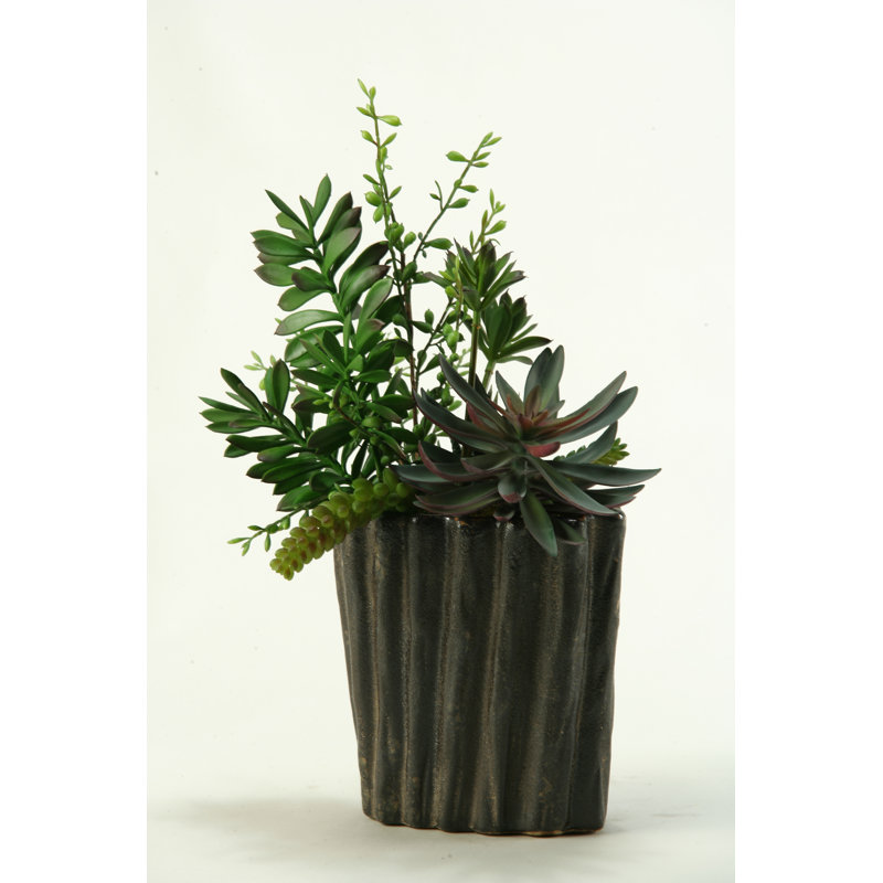Plantes grasses, dracaena de bureau aloe plante en pot