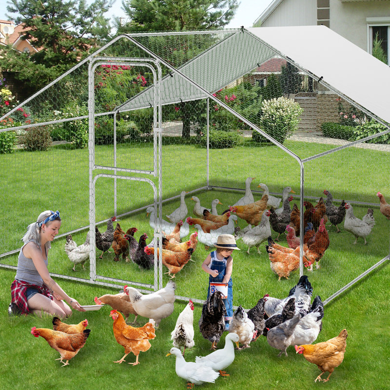 Walk In Chicken Run