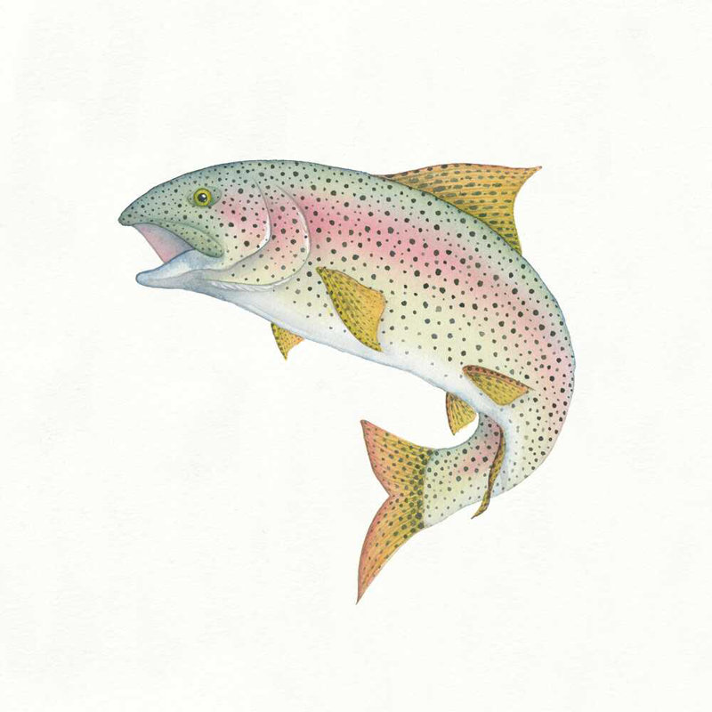 Gone Fishin Rainbow, H 20 po x l 20 po