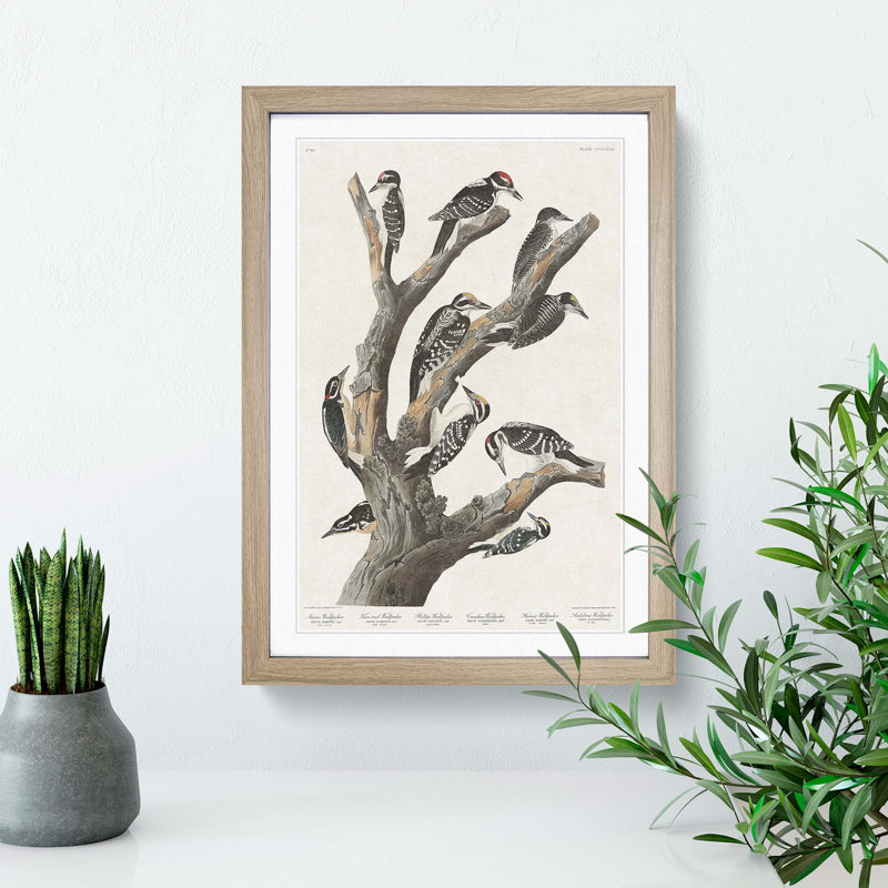 Woodpeckers by John James Audubon - Framed Print, Oak Framed, 48cm H x 36cm W x 2cm D