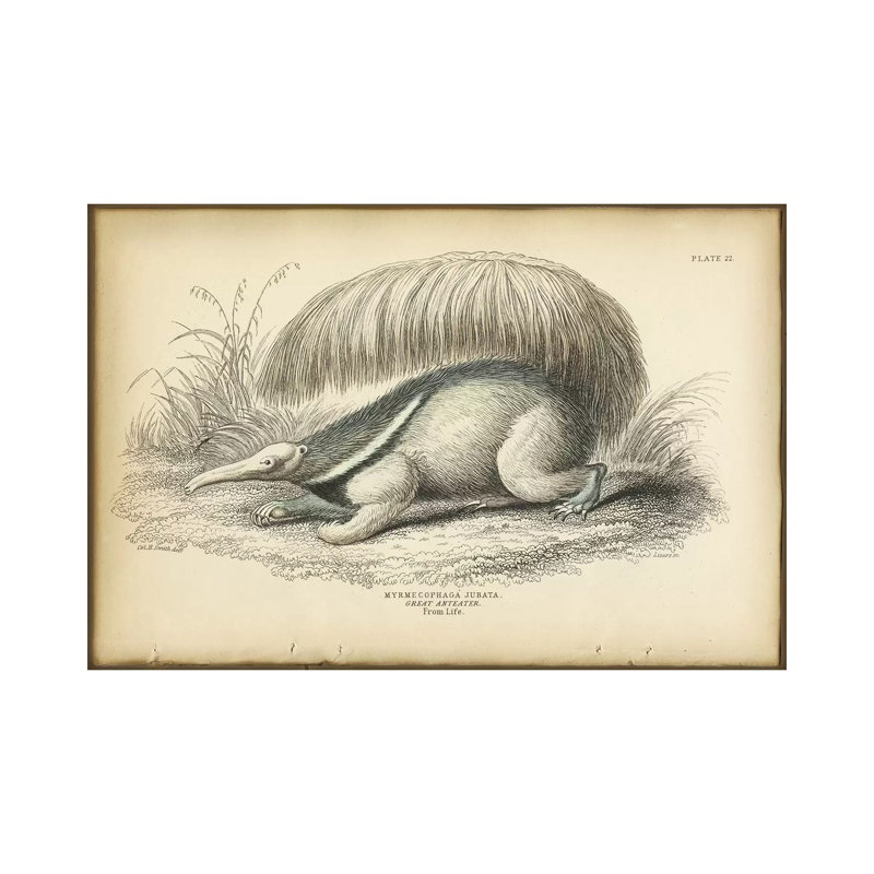 Great Anteater by PI Collection - Wrapped Canvas Painting, 66.04 cm H x 45.72 cm W x 1.91 cm D