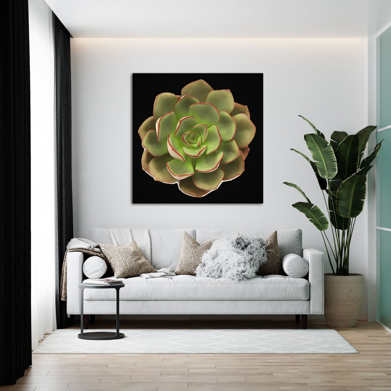 Echeveria Spruce Oliver II - reproduction d'art sur toile tendue, H 12 po x l 12 po x P 1,5 po