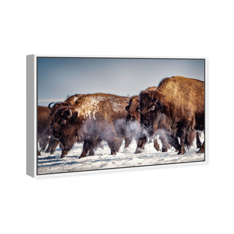 Buffalo Herd In A Snow Landscape Print, 37" H x 55" W, White Framed