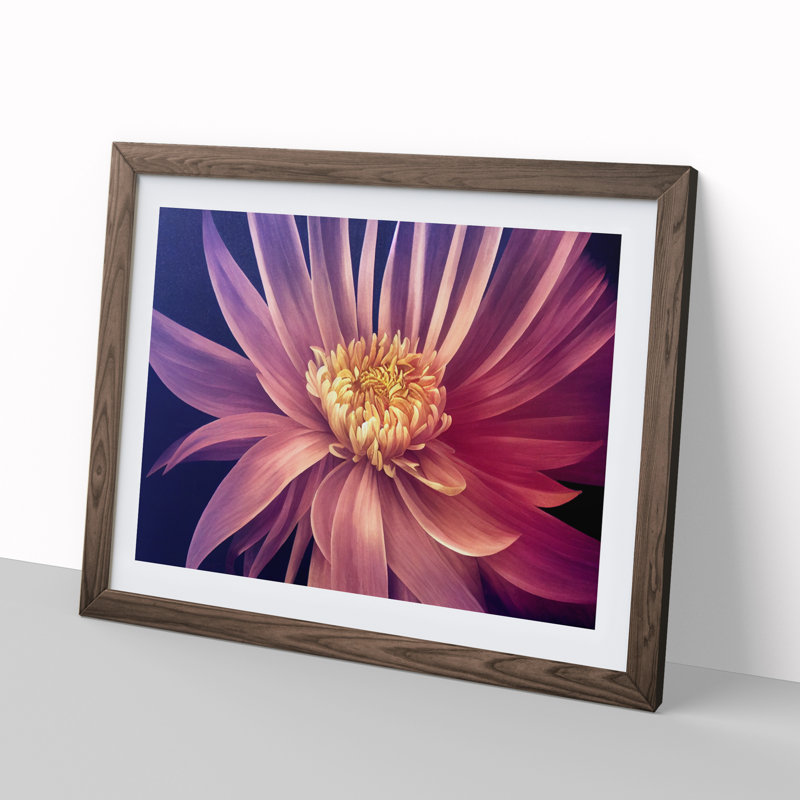 Serene Chrysanthemum Flower - Framed Print, 25cm H x 34cm W x 2cm D, Walnut