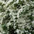 3 gal. Spirea Reeves