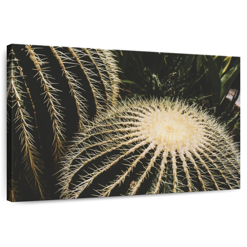 Harnek Barrel Cactus, 16" H x 24" W