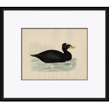Duck Series: Surf Scoter Giclee Print by Paul Cezanne
