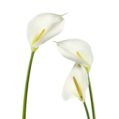 Calla Lilies by Mariusfm77