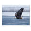 « chauve eagle », reproduction de photo sur toile tendue-23529421