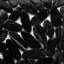 CNK Tile Tempest Black