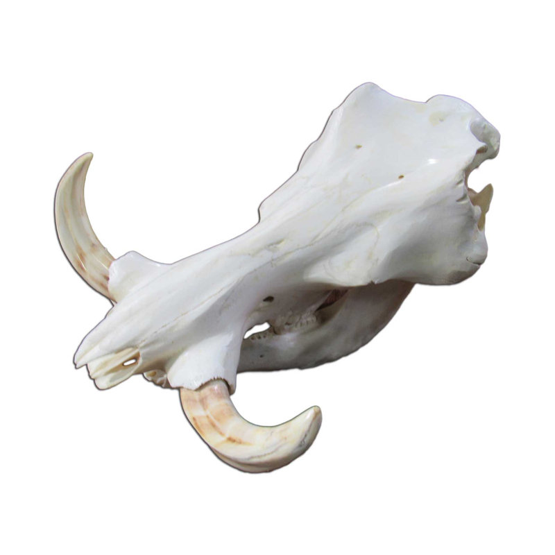 Satnosh Real Warthog Skull - Real Animal Skull (Polished)