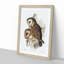Chestnut-faced Owls by Elizabeth Gould - Picture Frame Painting Print-55536321-55536324