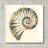 " Shell I " by Studio Mousseau-1908354600
