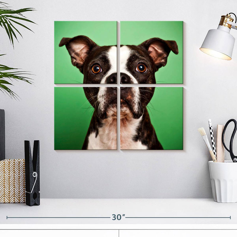 Boston Terrier Brampt Attentive, H 18 po x l 18 po