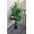 Olive Tree Outdoor/indoor