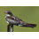 Common Nighthawk - Photographie sur toile tendue