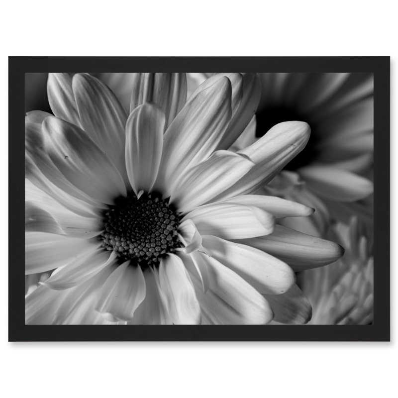 Black White Daisy Flower Petals - Single Picture Frame Art Prints
