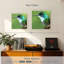 Colibri Starthorge-109395429