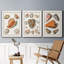 Collection de coquillages VII - ensemble de 3 reproductions d'art sur toile-1813018566-1813018574