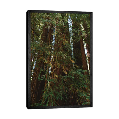 Redwood Forest XIV 1 Piece Wall Art on Canvas