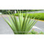 Agave artificiel 33 po-1313038670