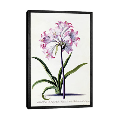 Lilio Narcissus, C.1744 by Georg Dionysius Ehret - Painting on Canvas