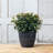 Burdette Pot Planter-966315636-1059539736