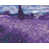 Violet / bleu n'est pas disponible