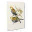 Pale-Headed Parakeets by Elizabeth Gould - Wrapped Canvas Painting-55366954