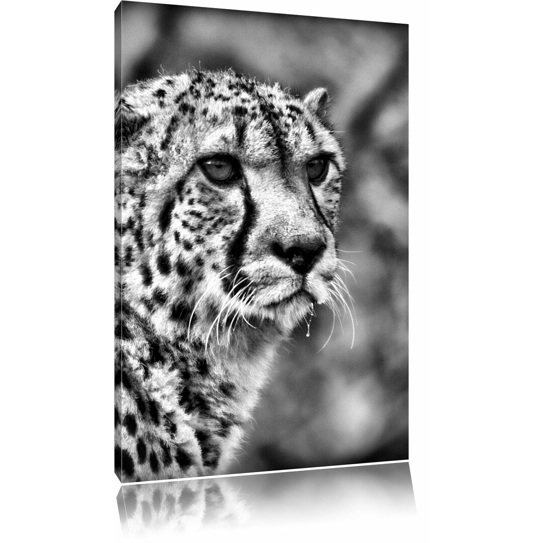 Leinwandbild Bildschöner Gepard in Monochrom