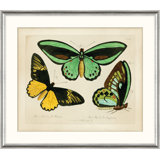 Oken's Naturalist Butterfly I Print