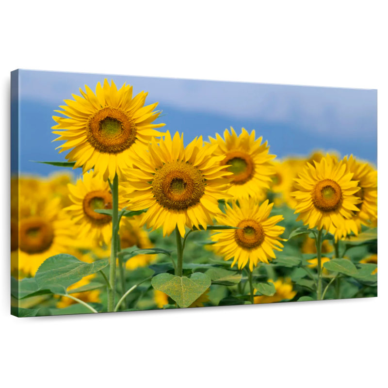 Harnek Honshu tournesols, H 20 po x l 30 po